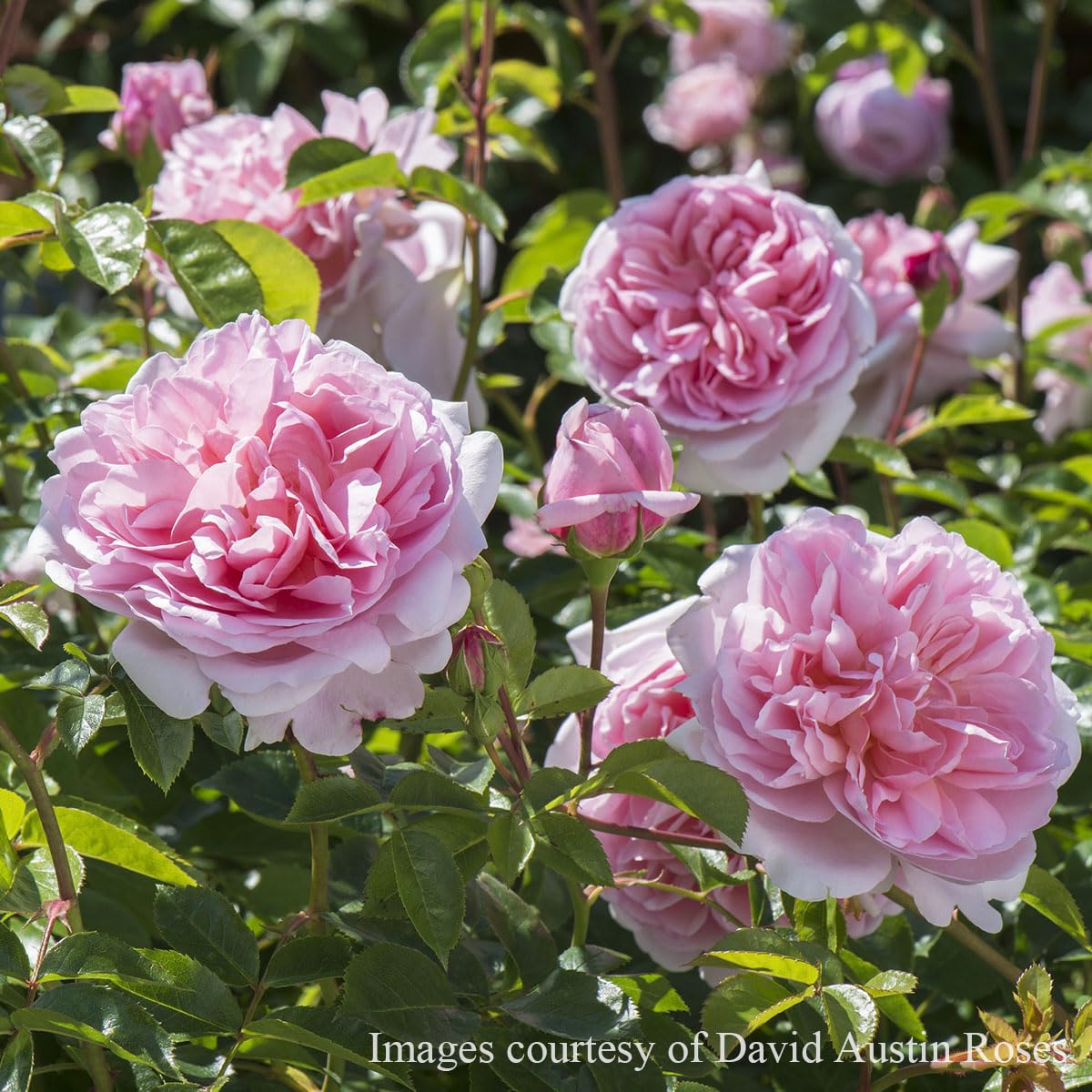 Amazon.co.jp: バラ苗 【ワイルドイブ】 (大苗) シュラブ 半つる性